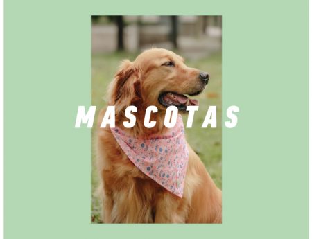 Mascotas: beneficios que aportan a la familia