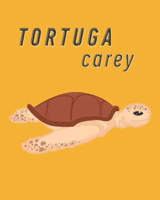 tortuga-carey