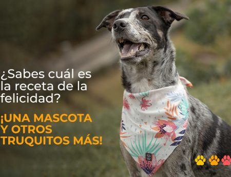 ¡Las mascotas se incluyen en la receta de la felicidad!