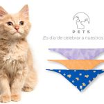 ¿Quieres conocer los beneficios de tener un gato como mascota? Celebremos el día mundial del gato, aprendiendo de ellos y los beneficios.