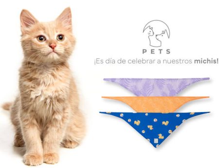 Celebremos juntos el día mundial del gato